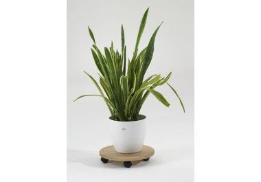 Pflanzenroller